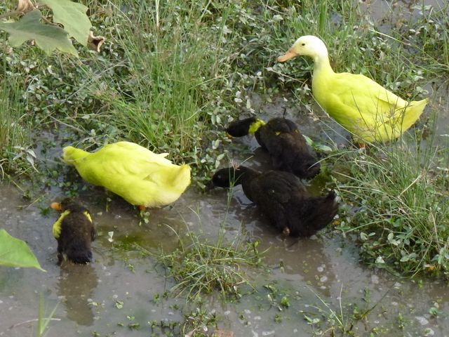 canards jaunes