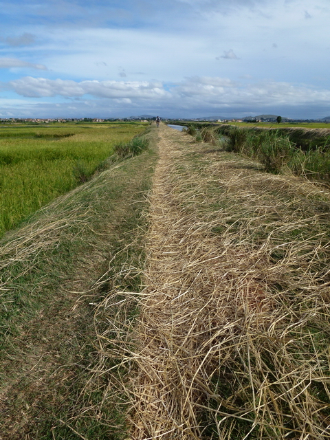 la paille de riz "mololo"