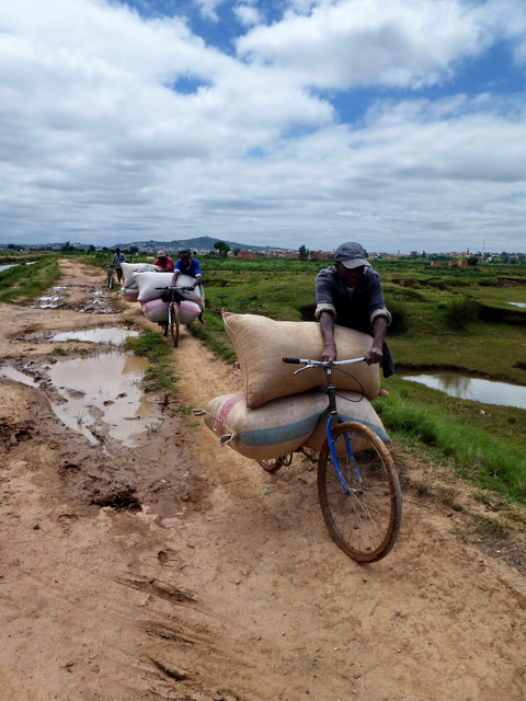 transport du riz