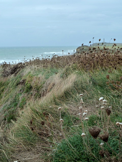 Végétation du Cap gris nez La forme rabougrie des arbustes tel que le lyciet, le troène, l’argousier, couché par le vent est caractéristique de la végétation littorale soumise aux vents violents et aux embruns 