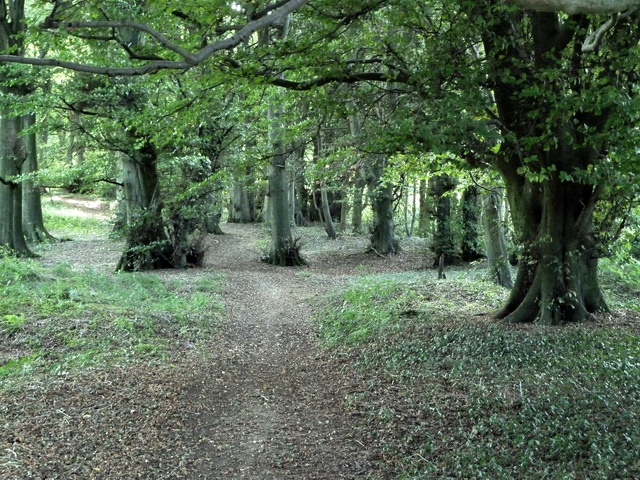 Bois de Tournehem