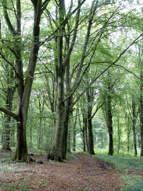 sous bois ombragé