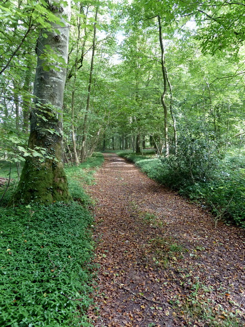 chemin forestier