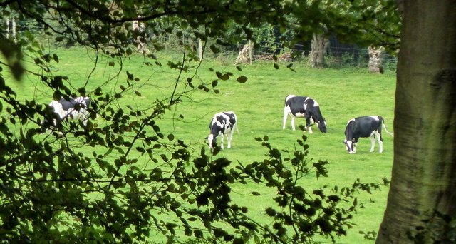 vaches laitières