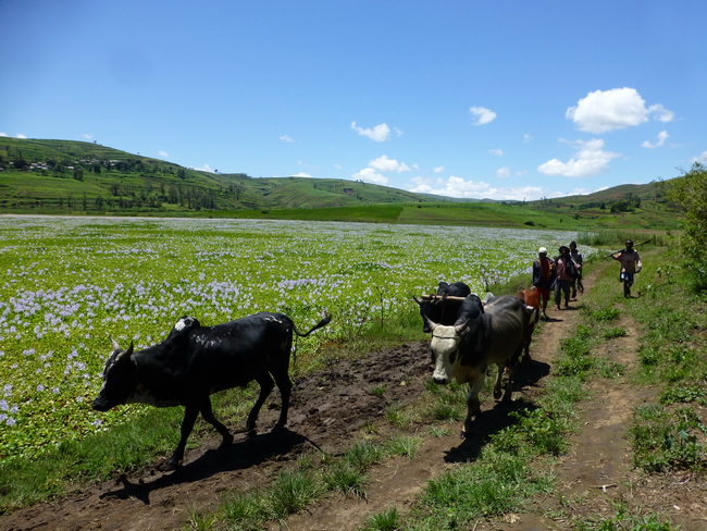 Lac Ambodifarihy au pied du Gasige