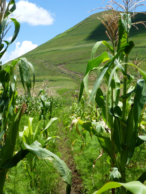 à travers le maïs montée sur le Gasige