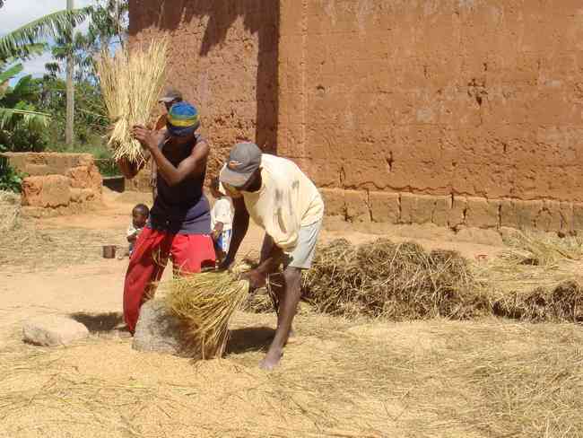 battage du riz