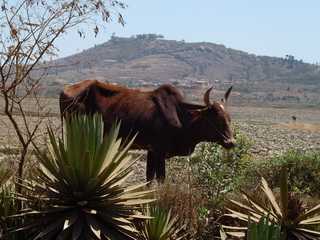 Mananjara