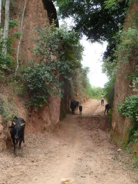 Ankadimalaza : village aux fossés impressionants