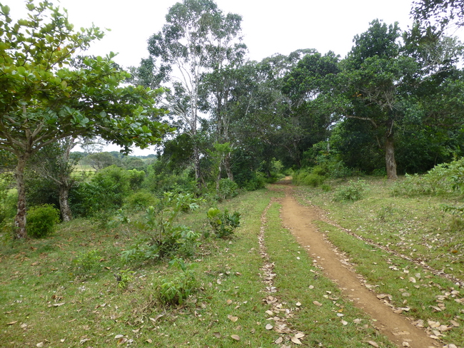 piste herbeuse