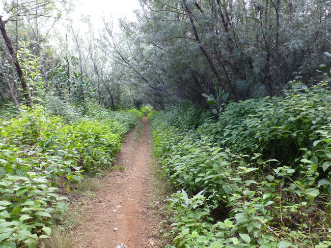 piste fôrestière le long du canal des Pangalanes