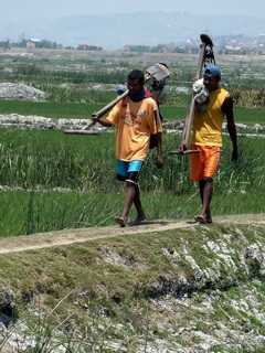 les laboureurs de rizières