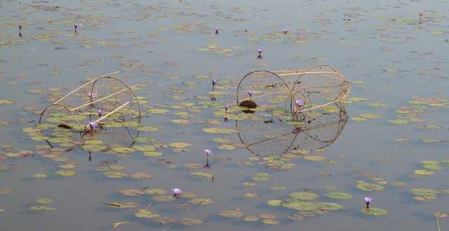 nasse dans le lac Andranotapahina