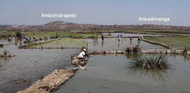 Repiquage du riz au pied d' Ambohidrapeto