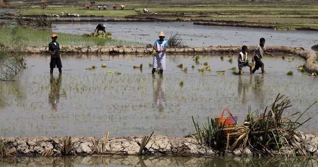 Le riz de première saison ou précoce (vary aloha sur les Hauts plateaux