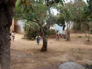 arbres fruitiers